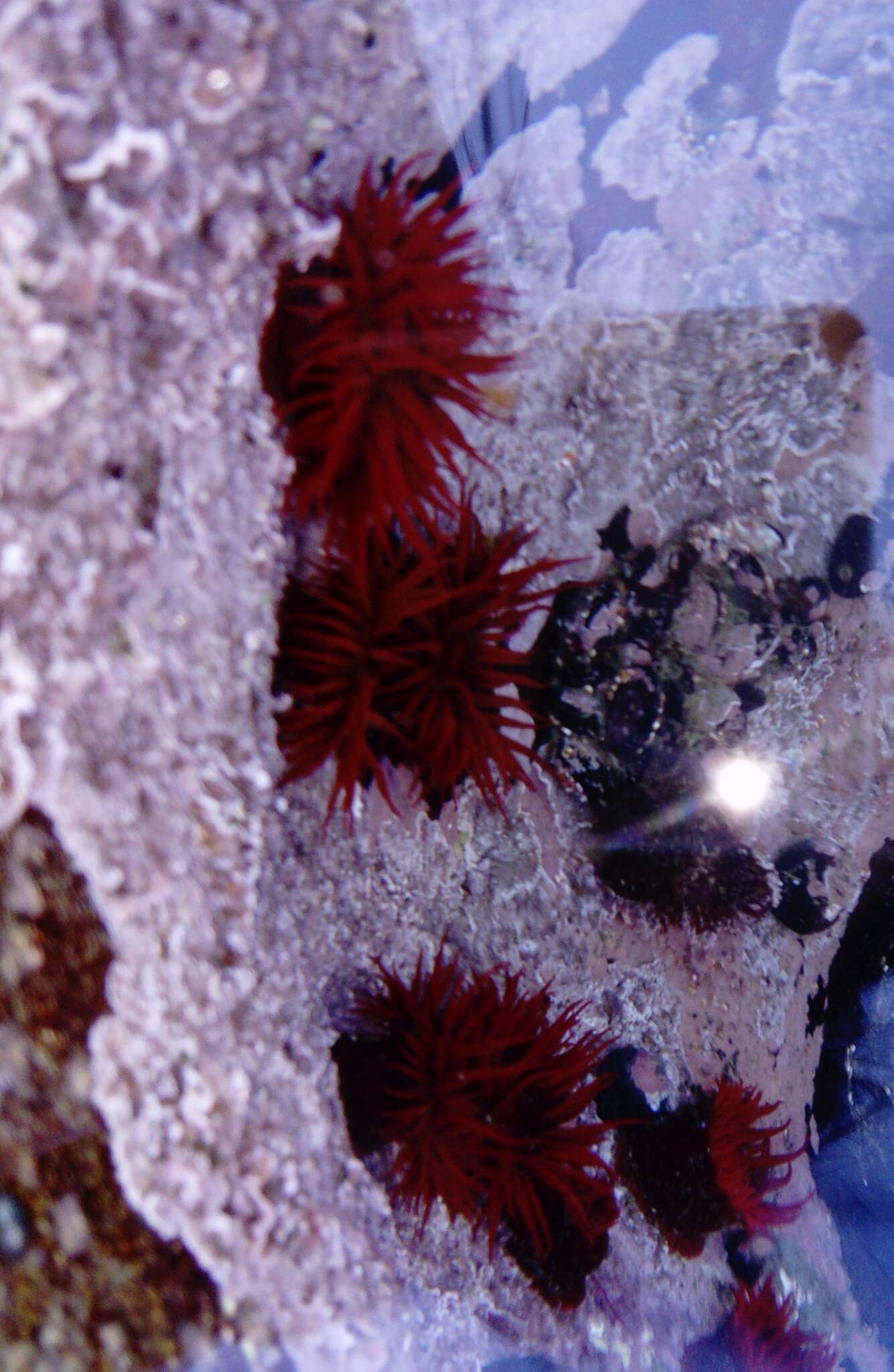 Image of Anemonia alicemartinae Häussermann & Försterra 2001