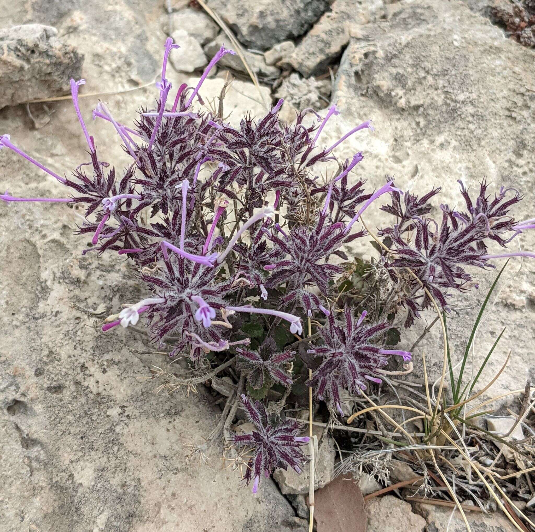 Plancia ëd Hedeoma costata var. pulchella (Greene) R. S. Irving