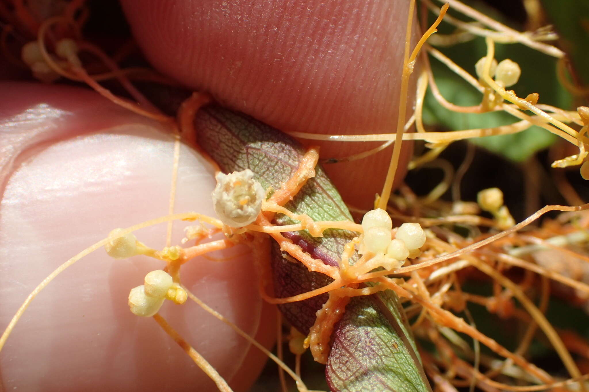 Cuscuta cuspidata Engelm. & Gray resmi