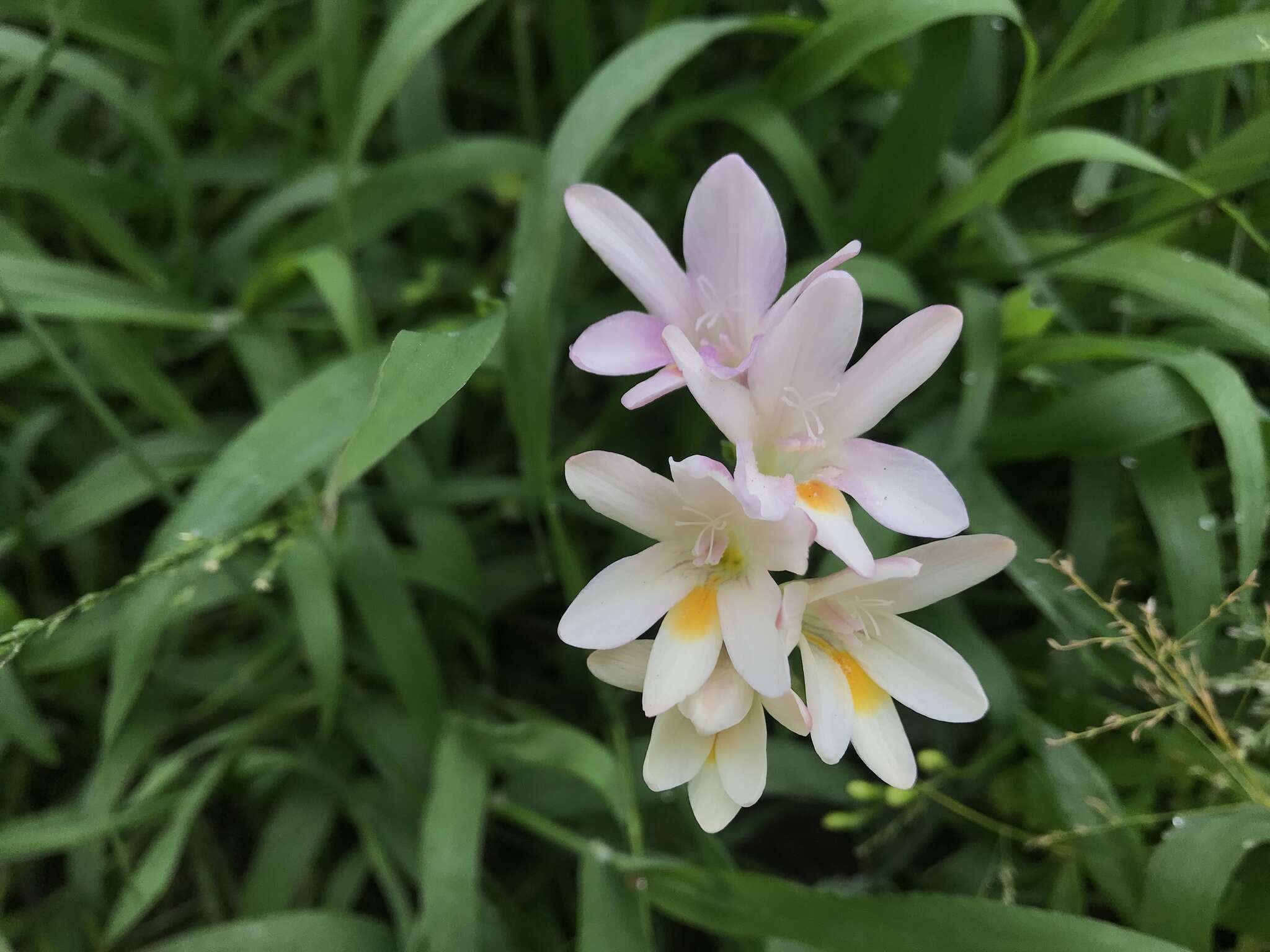 Image of Freesia leichtlinii subsp. alba (G. L. Mey.) J. C. Manning & Goldblatt