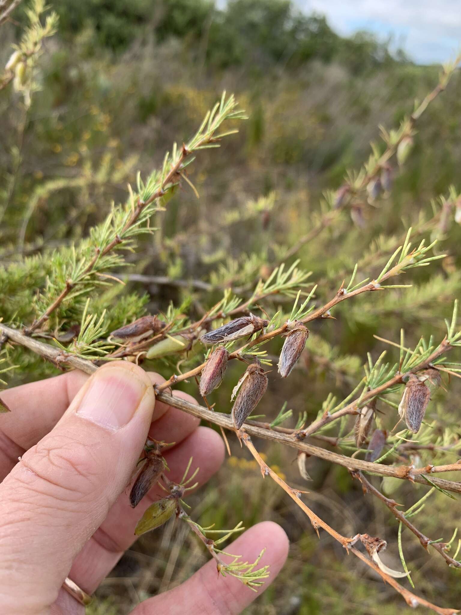 Image of Aspalathus uniflora L.