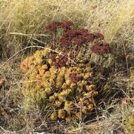 Image of Crassula fallax Friedrich