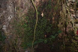 Image of Didymoglossum ekmanii (Wess. Boer) Ebihara & Dubuisson