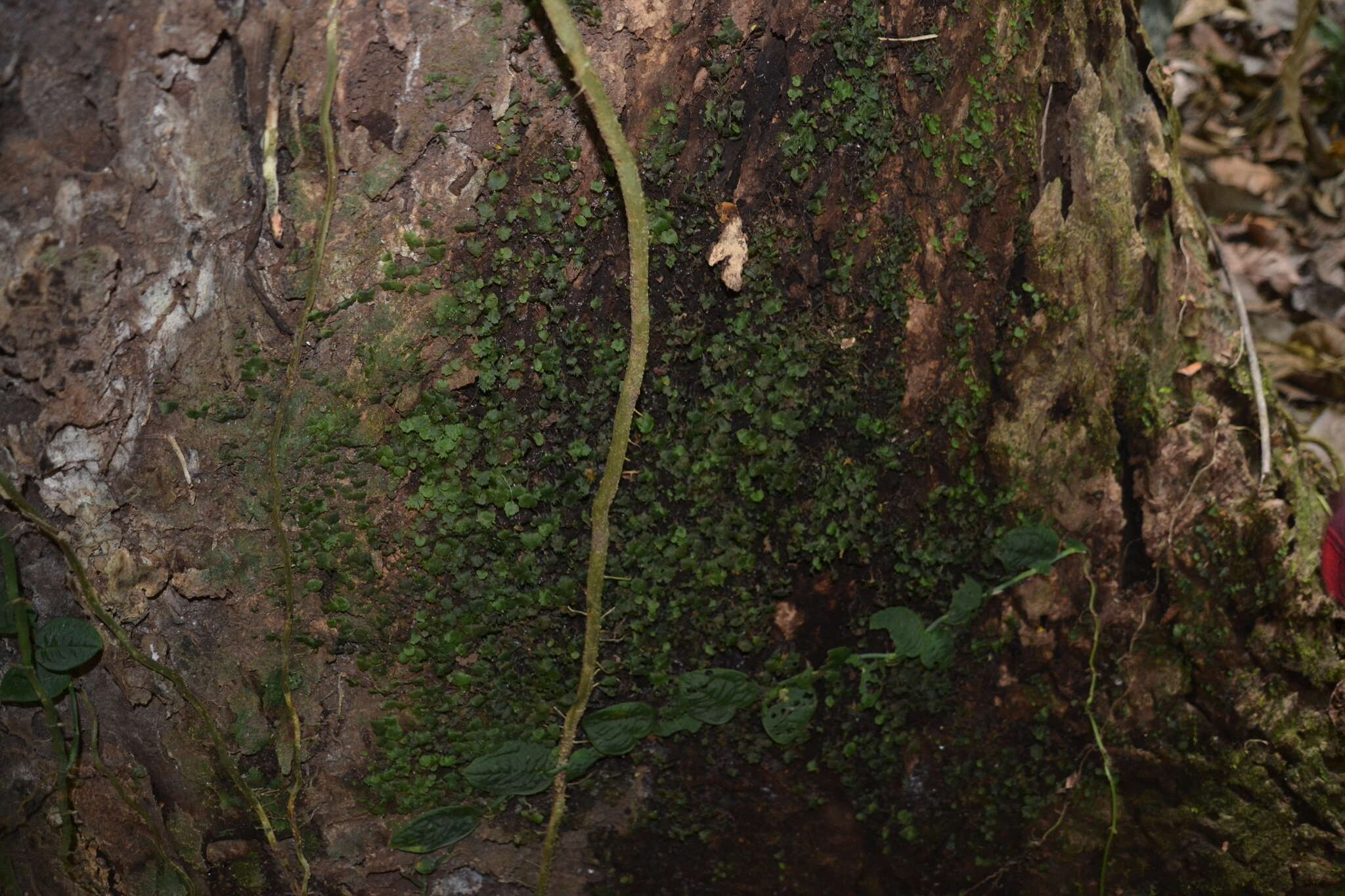 Sivun Didymoglossum ekmanii (Wess. Boer) Ebihara & Dubuisson kuva