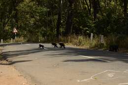 Image of Lion-tailed Macaque