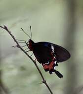 Слика од Parides gundlachianus (Felder & Felder 1864)