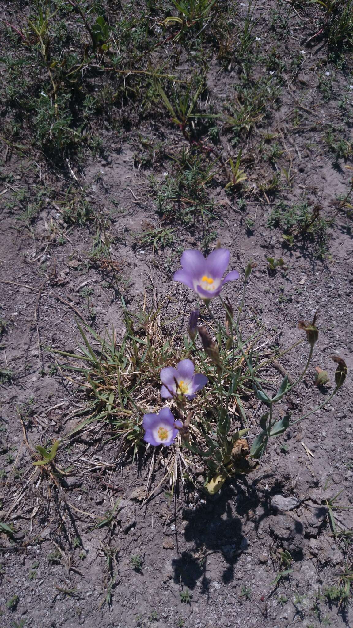 Image of Eustoma