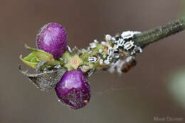 Image of Greenhouse orthezia