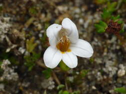 Imagem de Euphrasia repens Hook. fil.