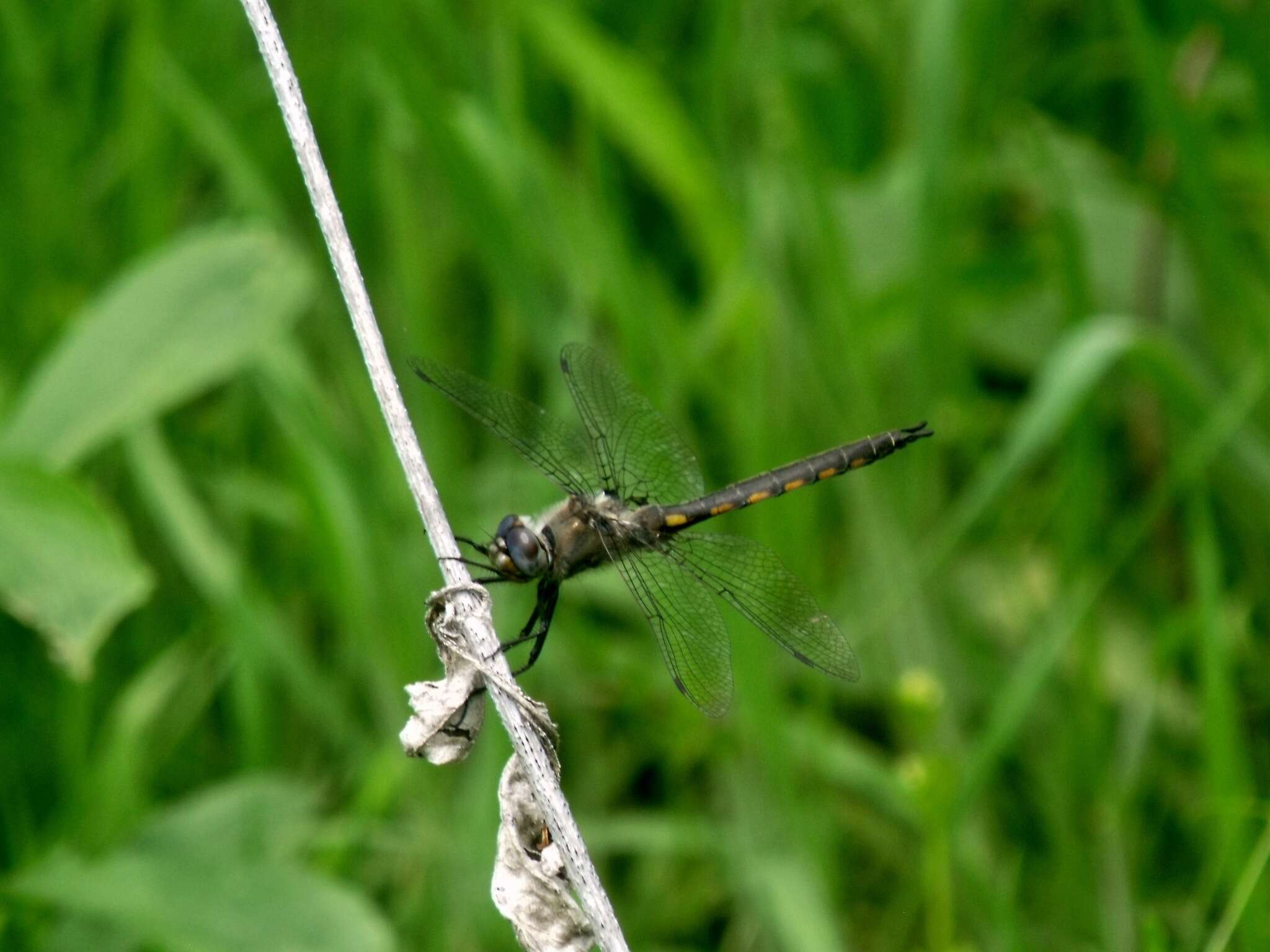 Image of Dot-winged Baskettail