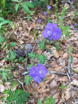 Phacelia maculata Wood的圖片