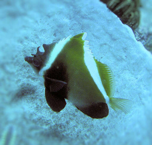 Image of Indian Ocean Bannerfish