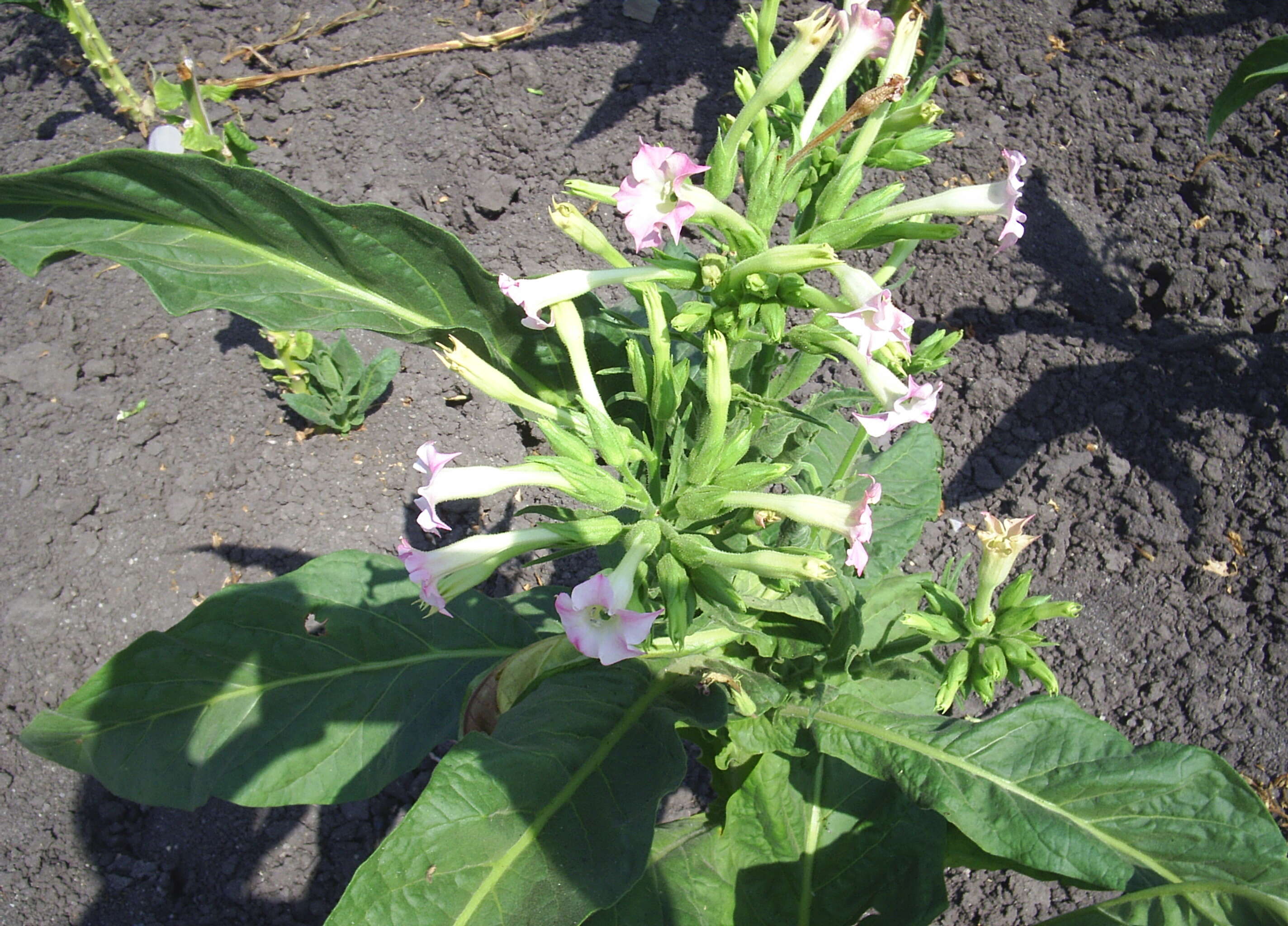 Image of cultivated tobacco