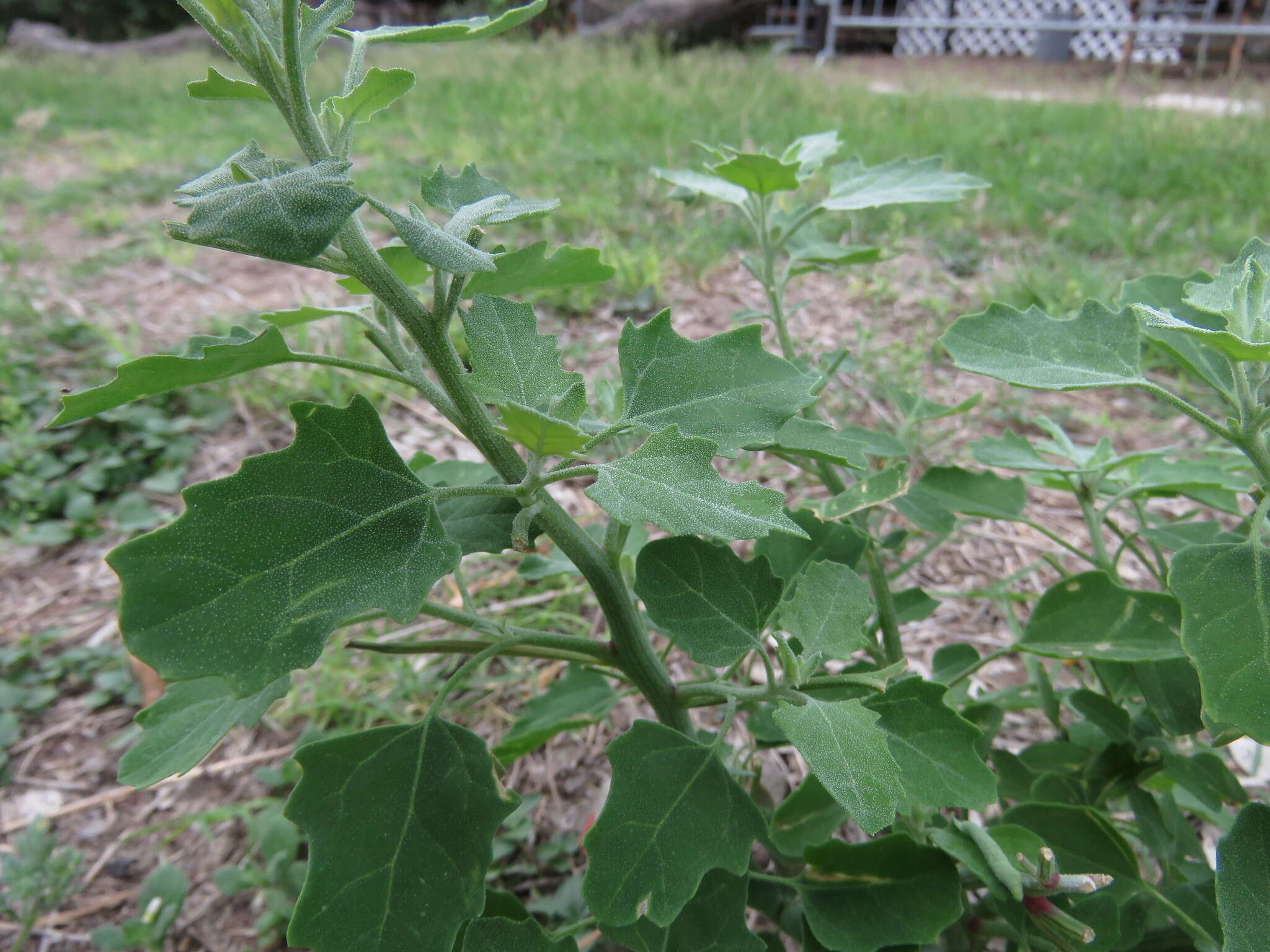 Imagem de Chenopodium berlandieri Moq.