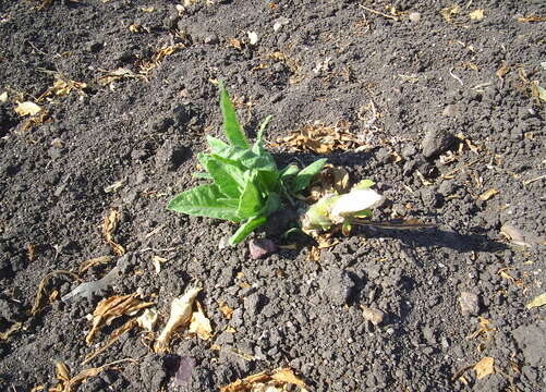 Image of tobacco