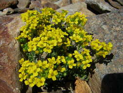 Image of granite draba