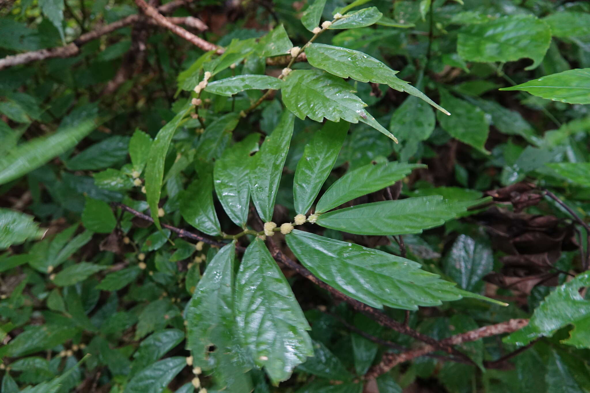 Image of Elatostema lineolatum Wight