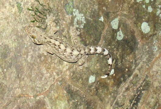 Image of turnip-tailed geckos