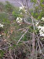 Image of fragrant clematis