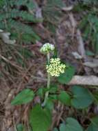 Image of Valeriana jatamansi Jones