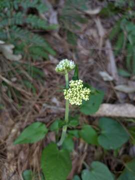 Image of Valeriana jatamansi Jones