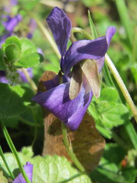 Image of sweet violet