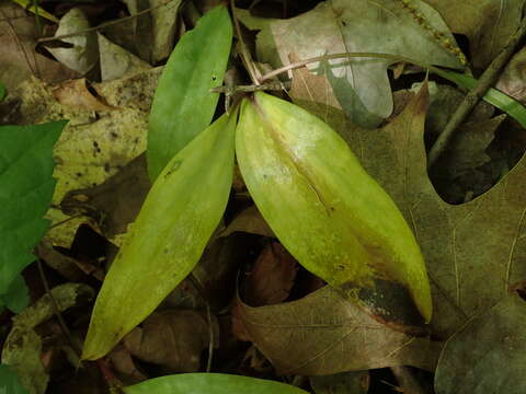 Image of dimpled troutlily