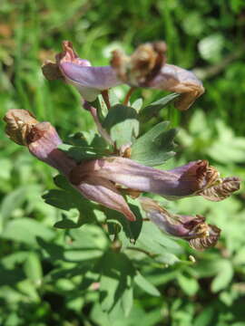 Plancia ëd Corydalis solida (L.) Clairv.