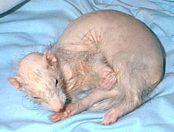 Image of domestic ferret