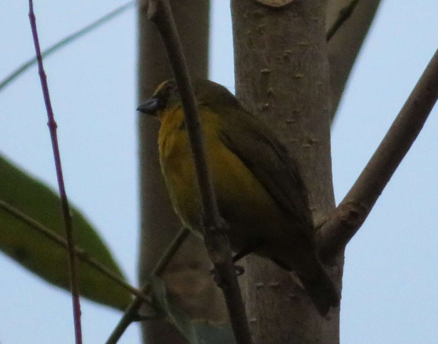 Euphonia mesochrysa Salvadori 1873 resmi