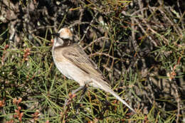 Image of Gliciphila Swainson 1837