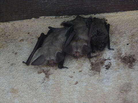 Image of pallid bat