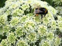 Image of White-tailed bumblebee