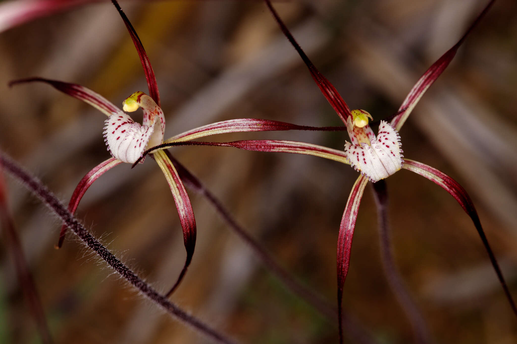 Image of Caladenia denticulata subsp. rubella A. P. Br. & G. Brockman