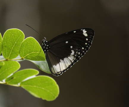 Image of Euploea sylvester Fabricius 1793