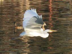 Image of Great Egret