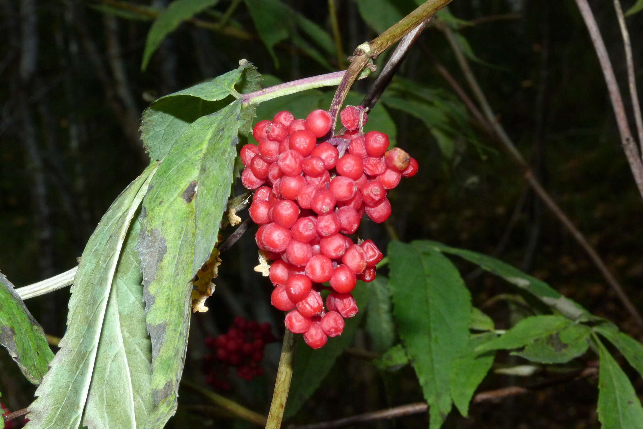 Imagem de Sambucus racemosa L.