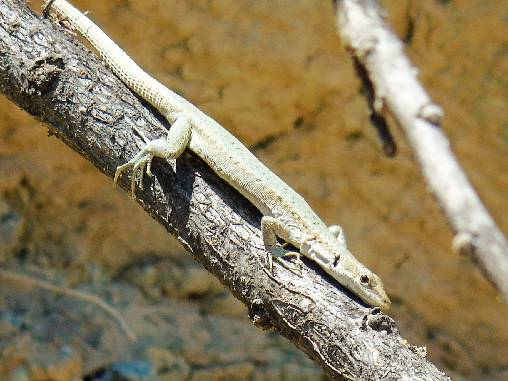 Image of Darevskia parvula (Lantz & Cyrén 1913)