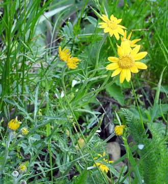 Image of common woolly sunflower