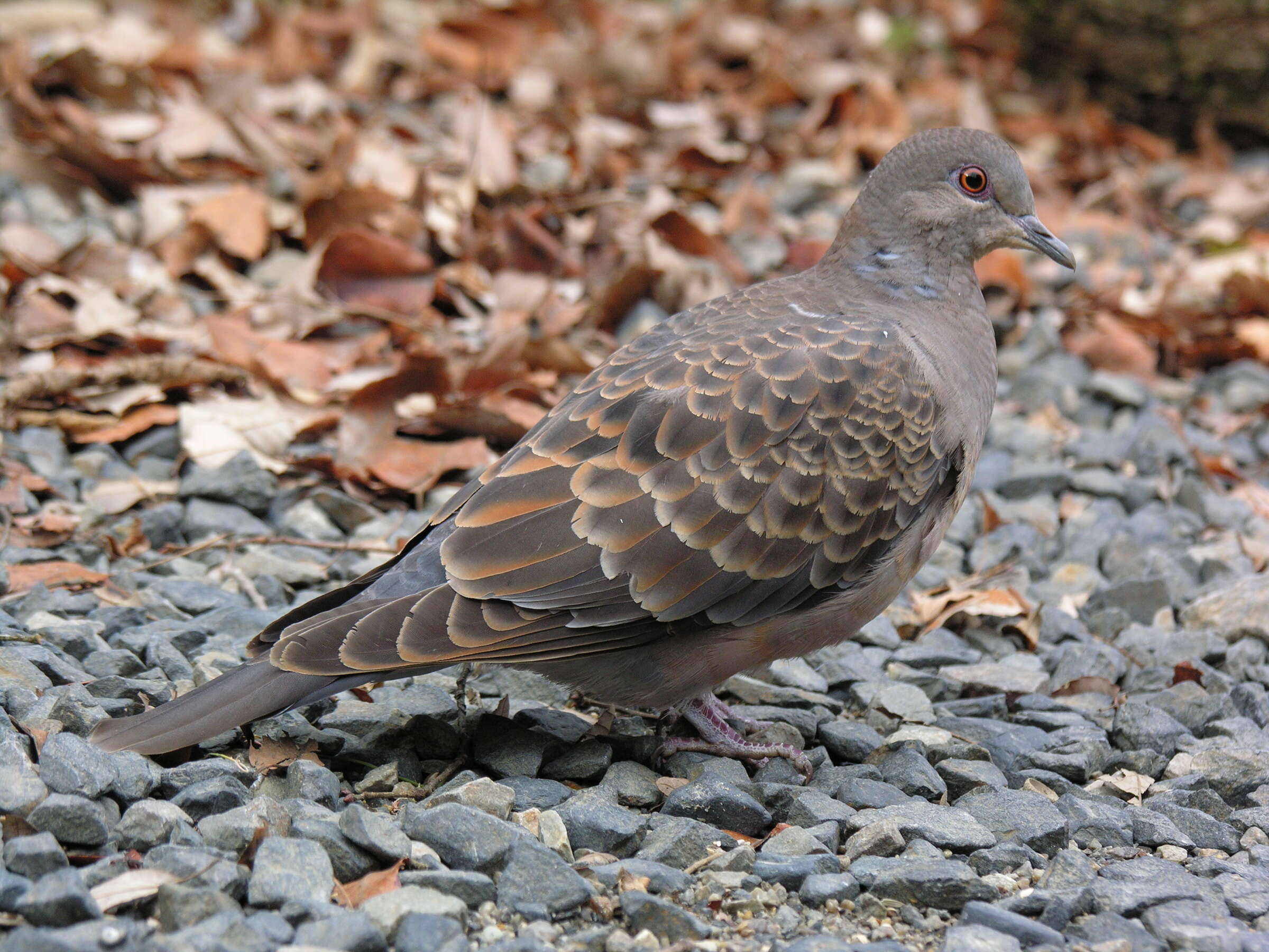 Image of Oriental Turtle Dove