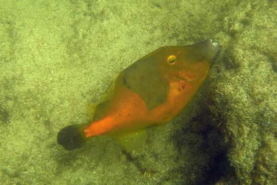 Слика од Cantherhines macrocerus (Hollard 1853)