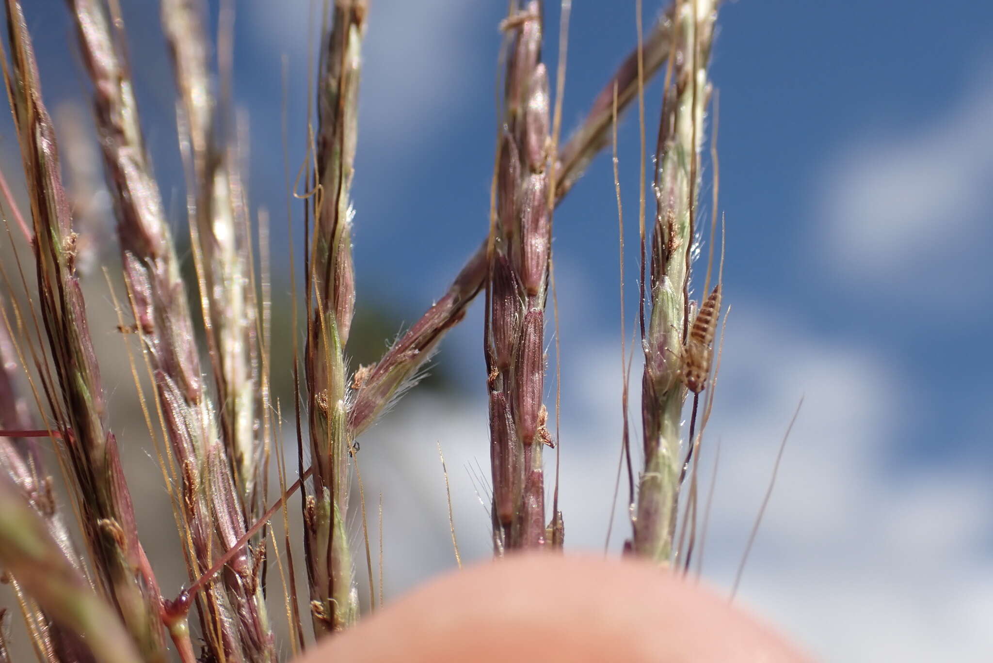 Plancia ëd Dichanthium annulatum var. annulatum