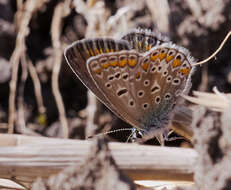 Image of common blue