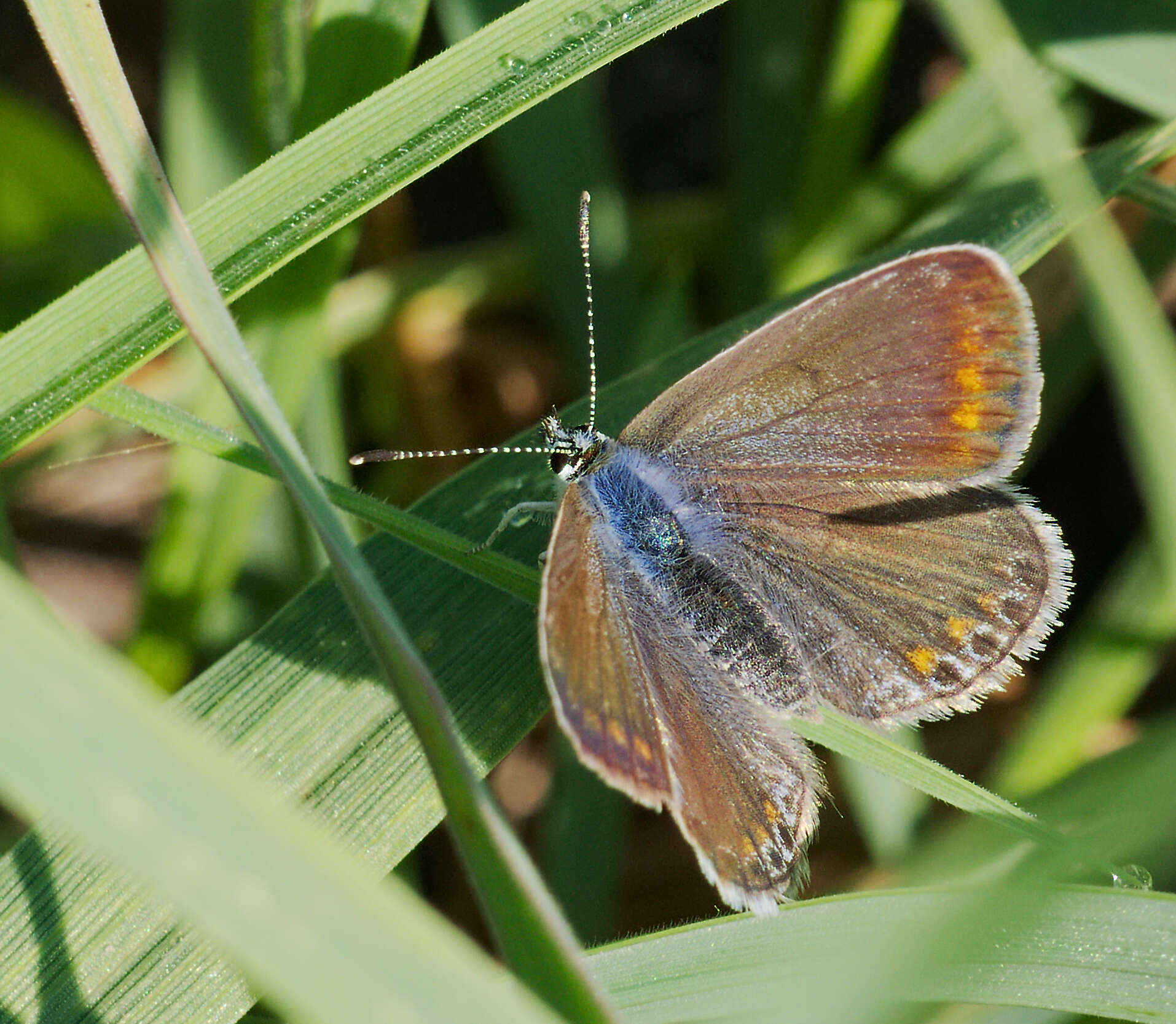 Image de azuré commun