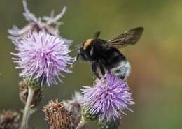 صورة Bombus occidentalis Greene 1858