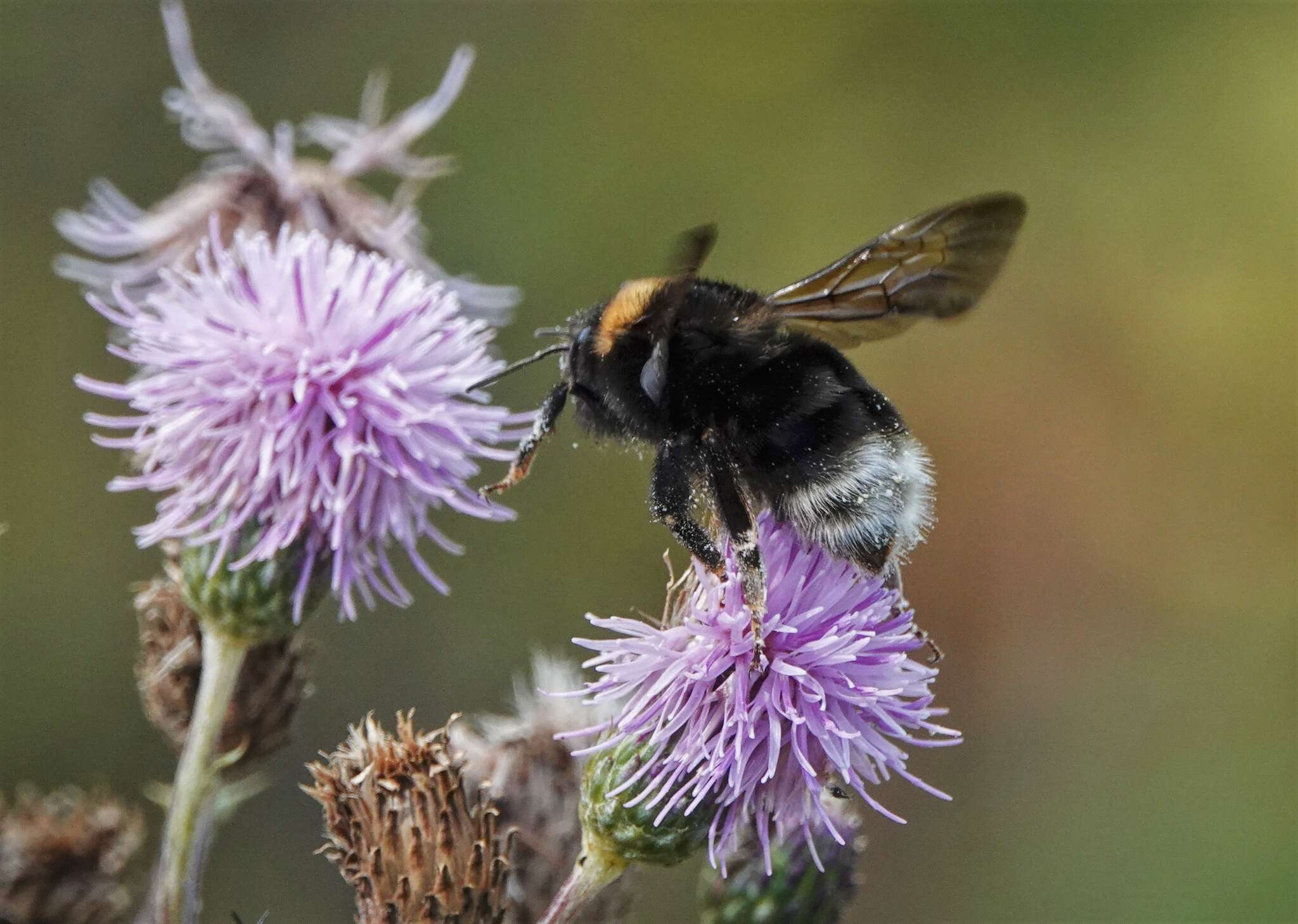 صورة Bombus occidentalis Greene 1858