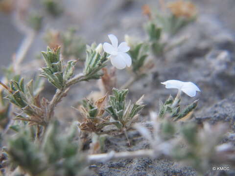 صورة Stenandriopsis keraudrenae Benoist