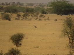 Image of Great Indian Bustard