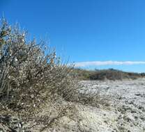 Image of wavy-leaved saltbush