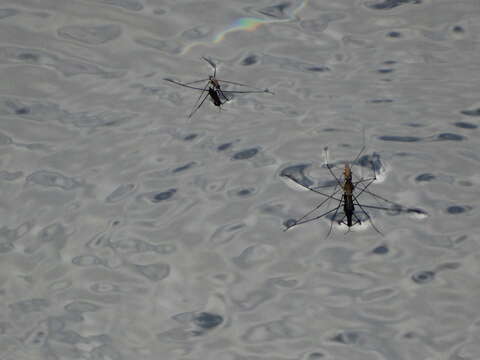 Image of Common pond skater